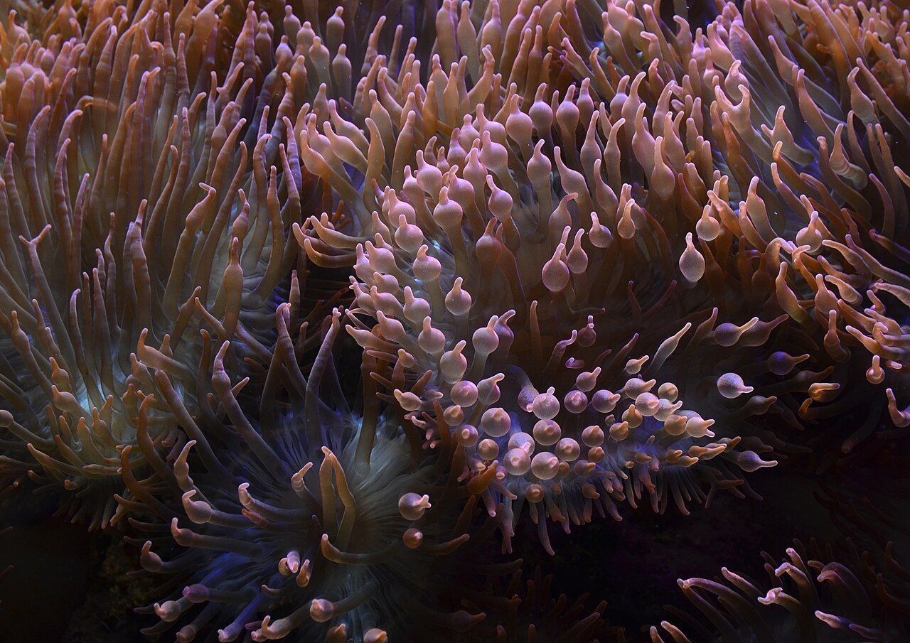 Bubble tip anemone tentacles with swollen tips in a reef aquarium