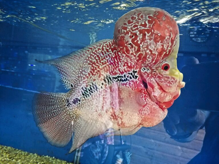 flowerhorn care