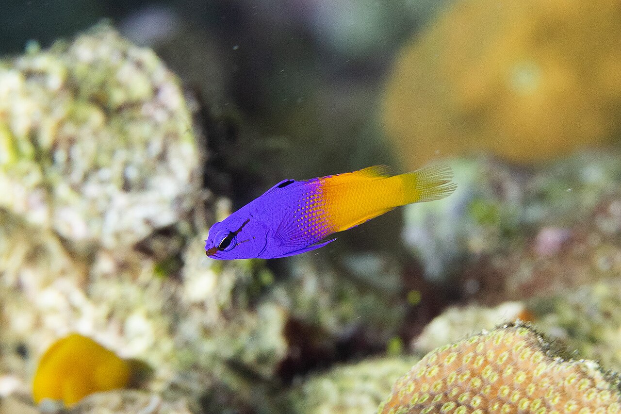 Royal gramma hovering in the water column waiting to feed