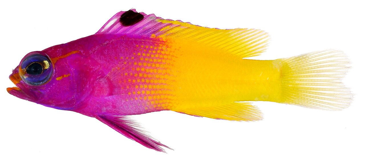 Royal gramma basslet showing its purple front half and yellow rear half