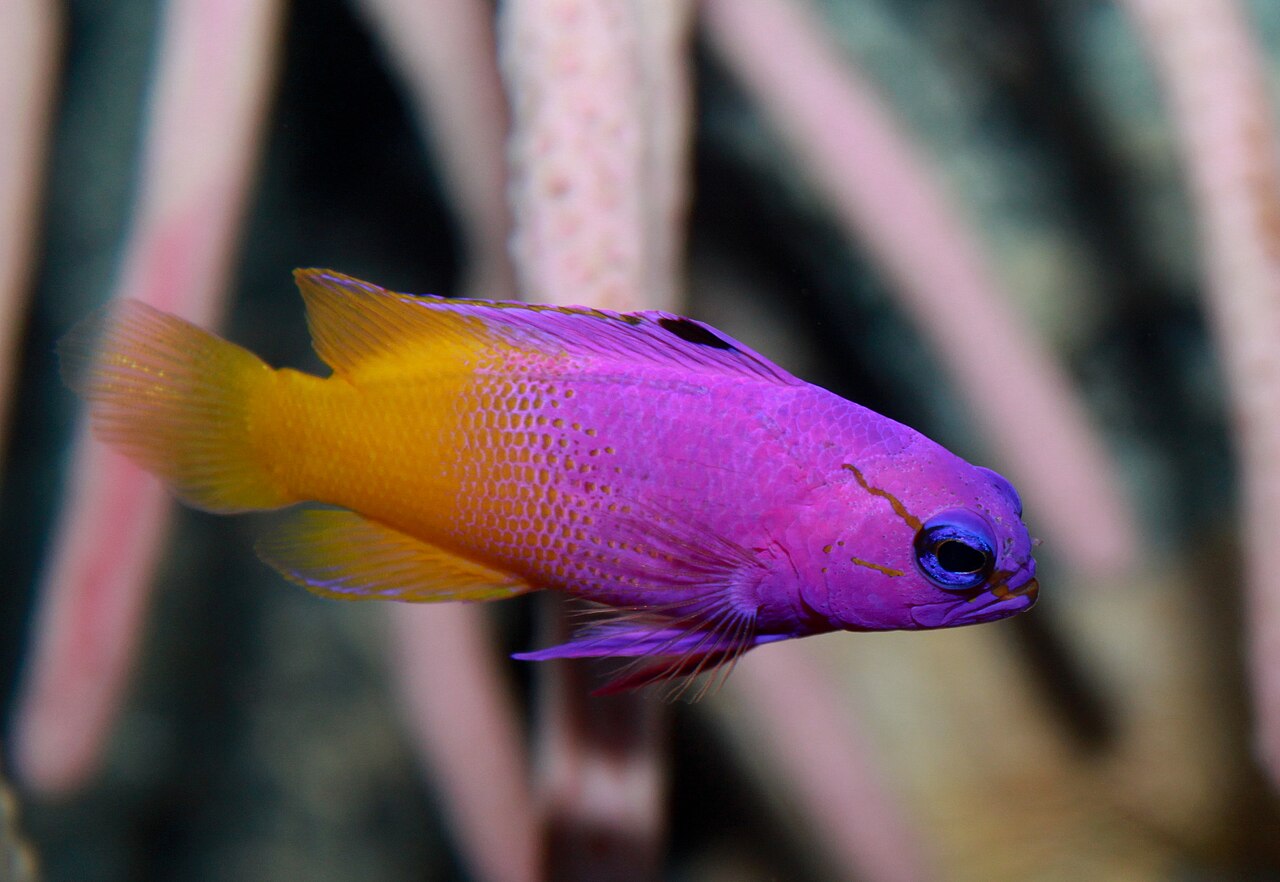 Royal gramma swimming near rocks in a reef setting