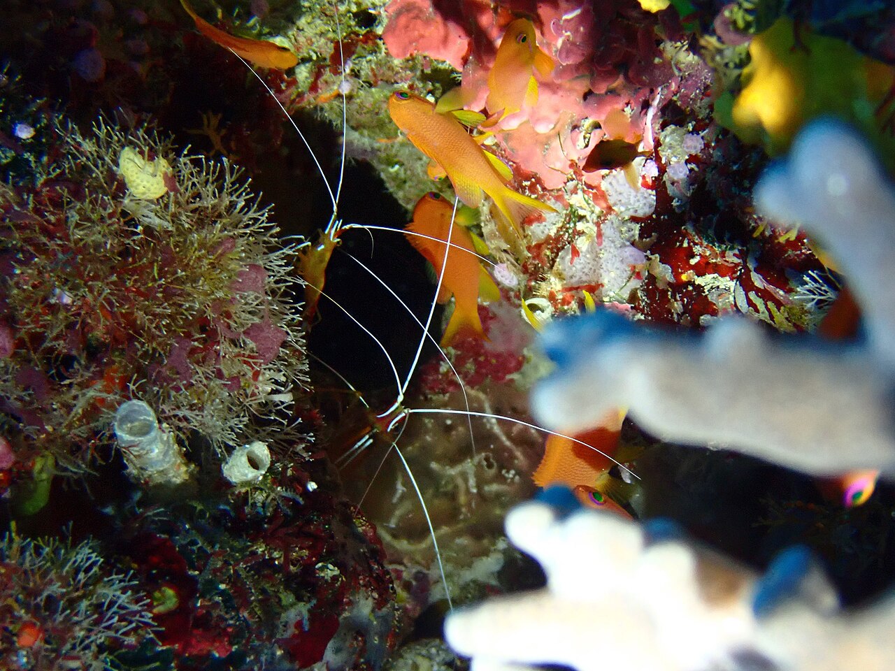 Skunk cleaner shrimp on a reef wall among orange anthias fish