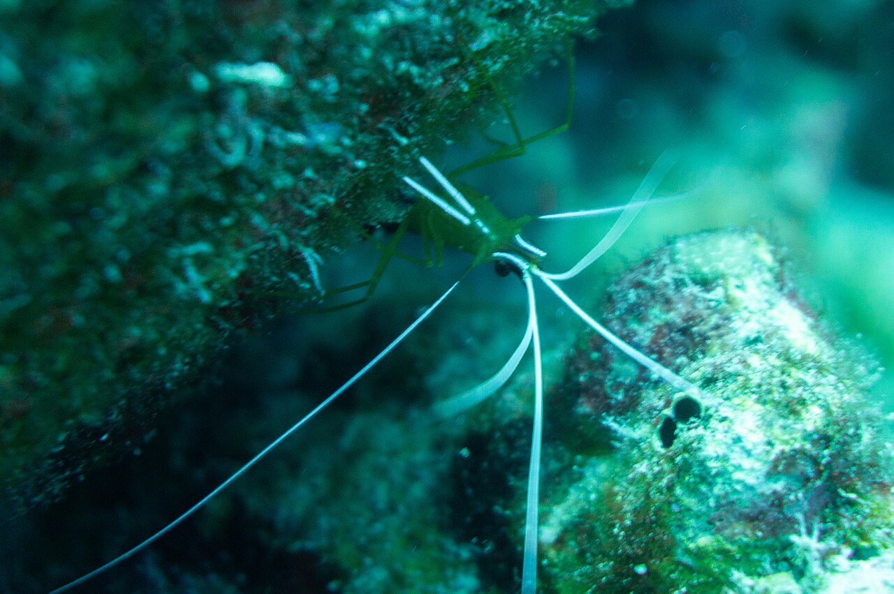 Cleaner shrimp with long white antennae clinging to algae-covered reef rock
