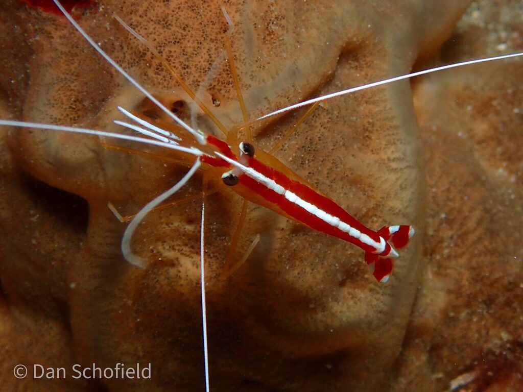 cleaner shrimp care