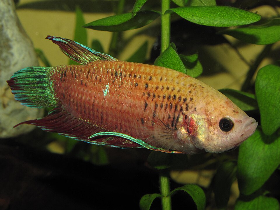 Orange female betta fish swimming past live aquarium plants