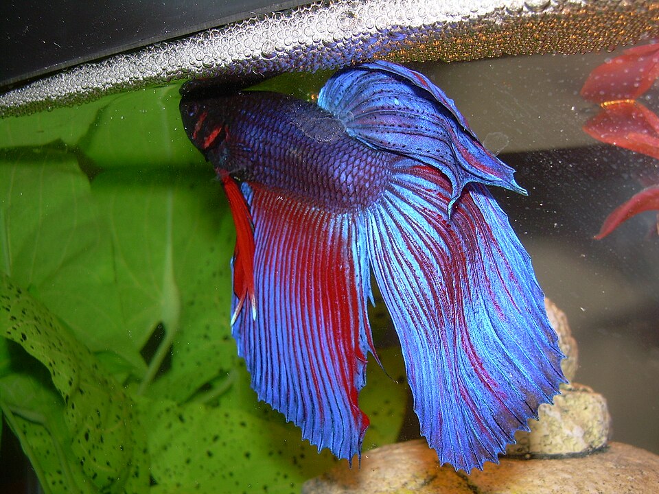 Male betta fish with a bubble nest under a leaf in a planted tank