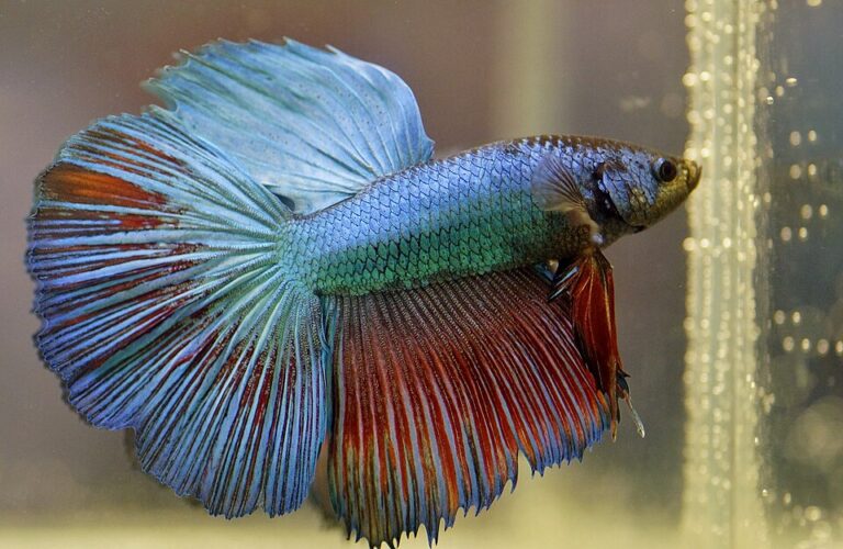 betta fish care