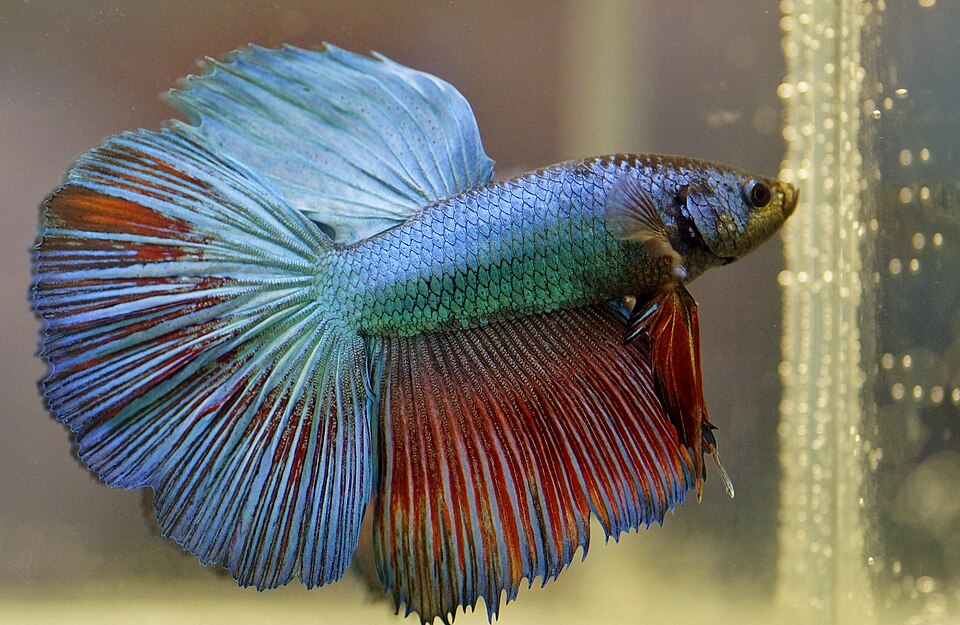 betta fish care