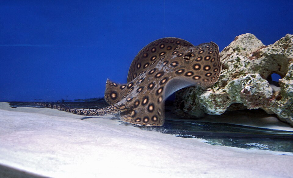 Motoro stingray resting on sand in front of rockwork