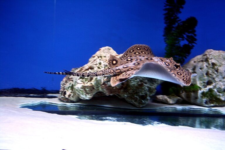 freshwater stingray care