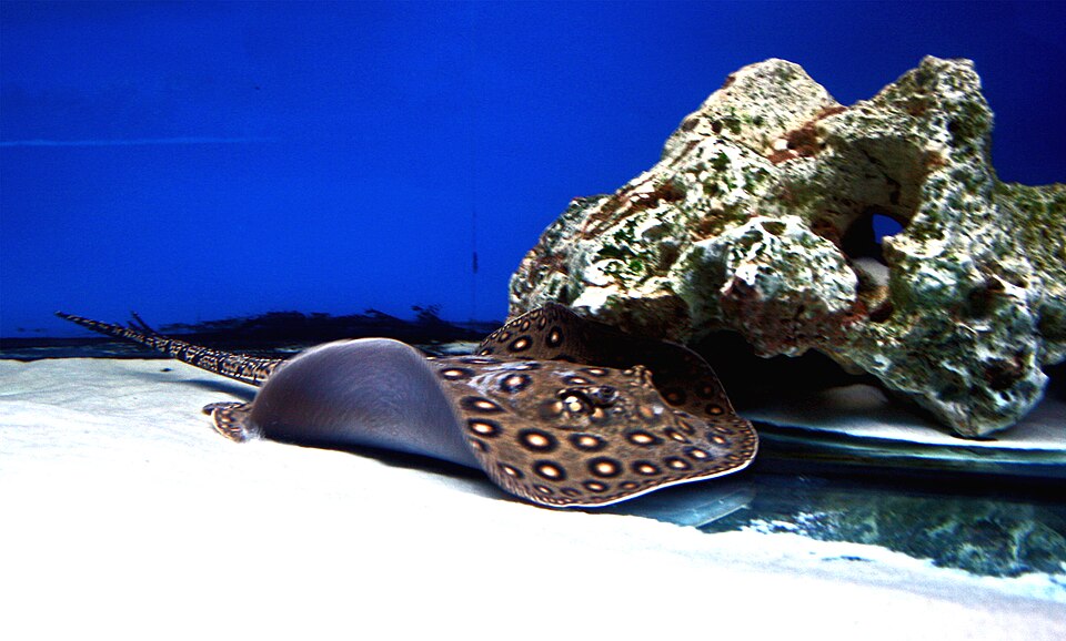 Freshwater stingray gliding over pale sand in a large aquarium