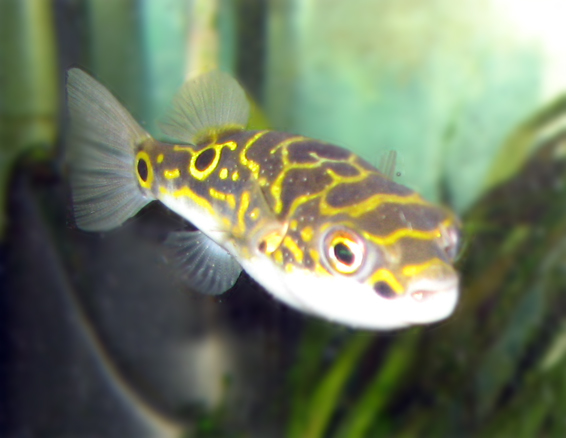 Figure 8 puffer swimming in a planted aquarium, showing the yellow swirl pattern and large eyes