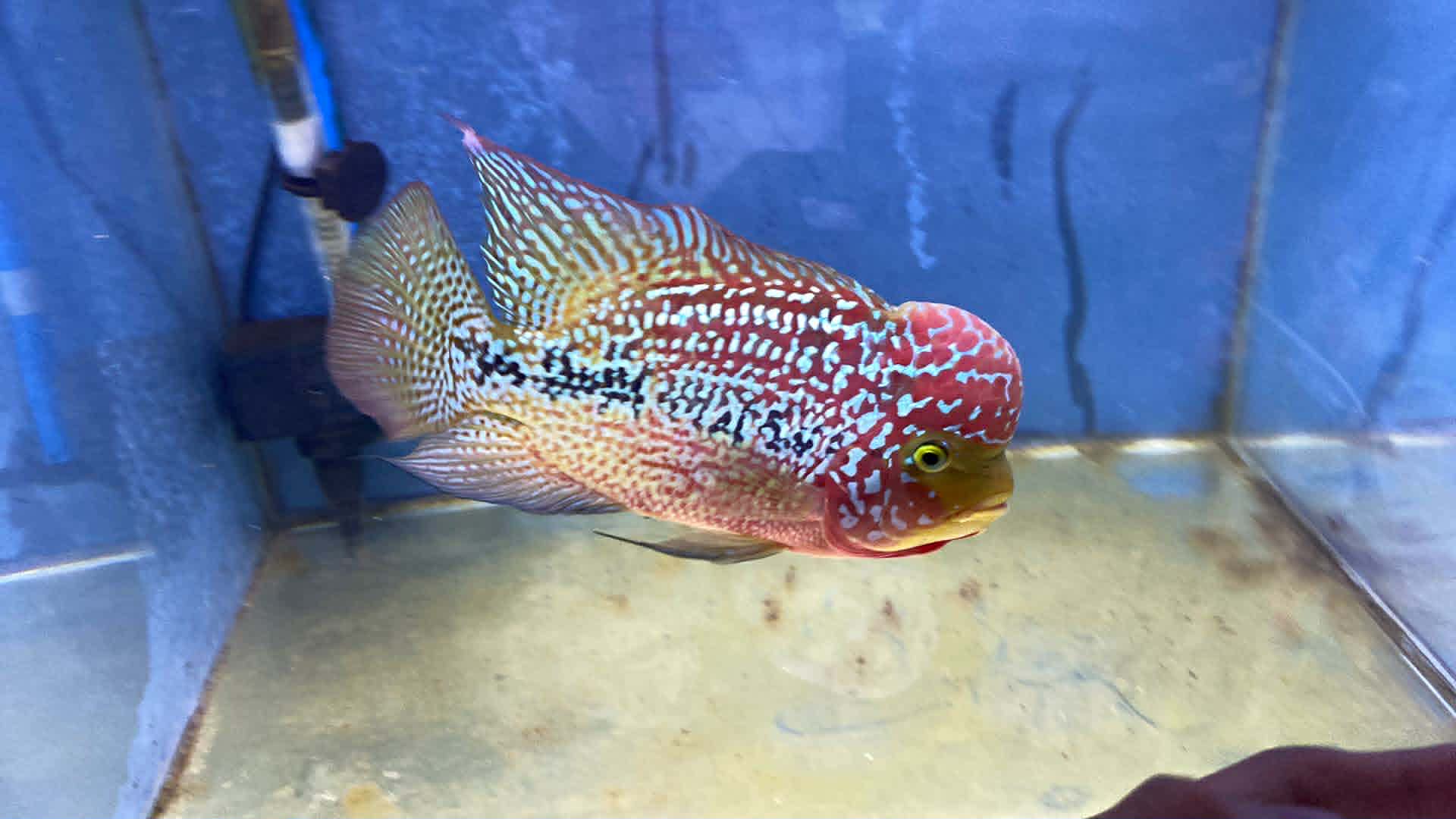 Flowerhorn cichlid with a red head, pearl-spotted body and dark lateral markings