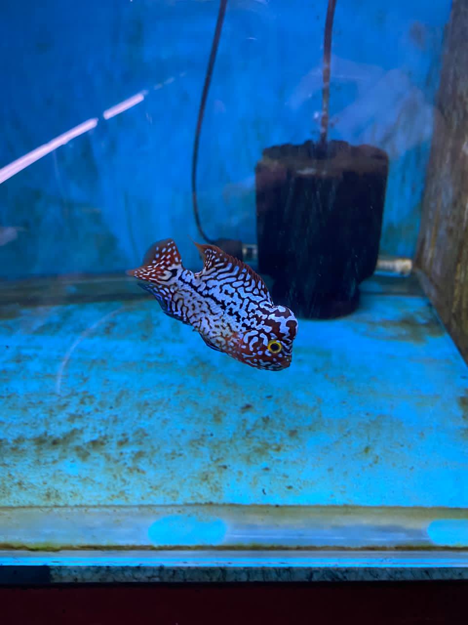 Young flowerhorn cichlid with a white and red speckled pattern in a bare aquarium