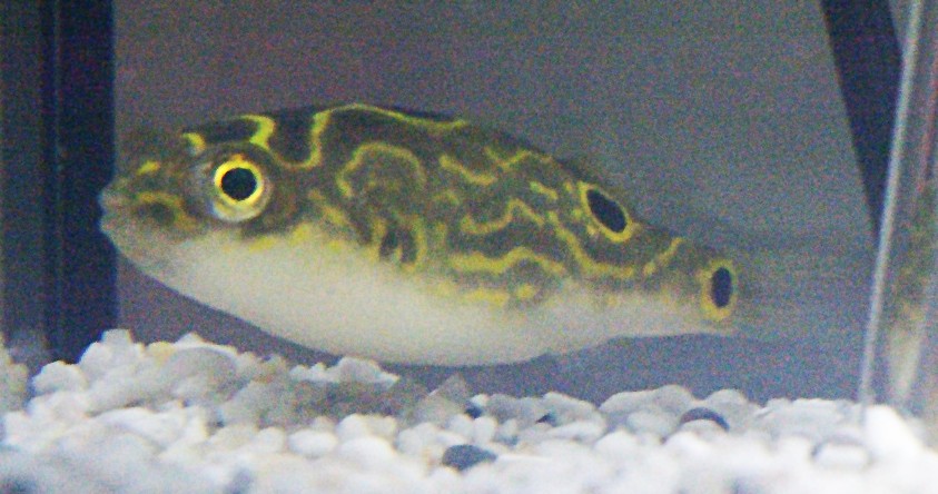 figure 8 puffer care