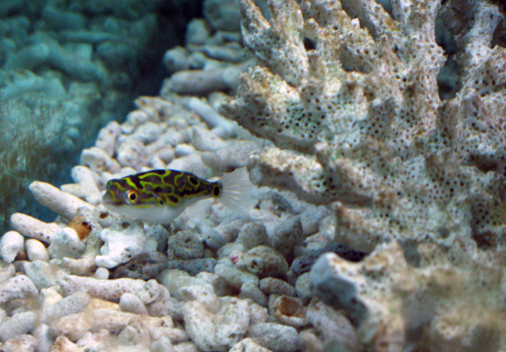 Small figure 8 puffer swimming over white coral rubble in a brackish-style aquarium