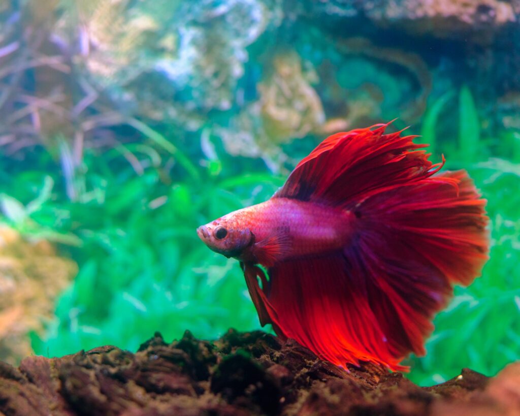 Red betta fish swimming in a clean planted aquarium