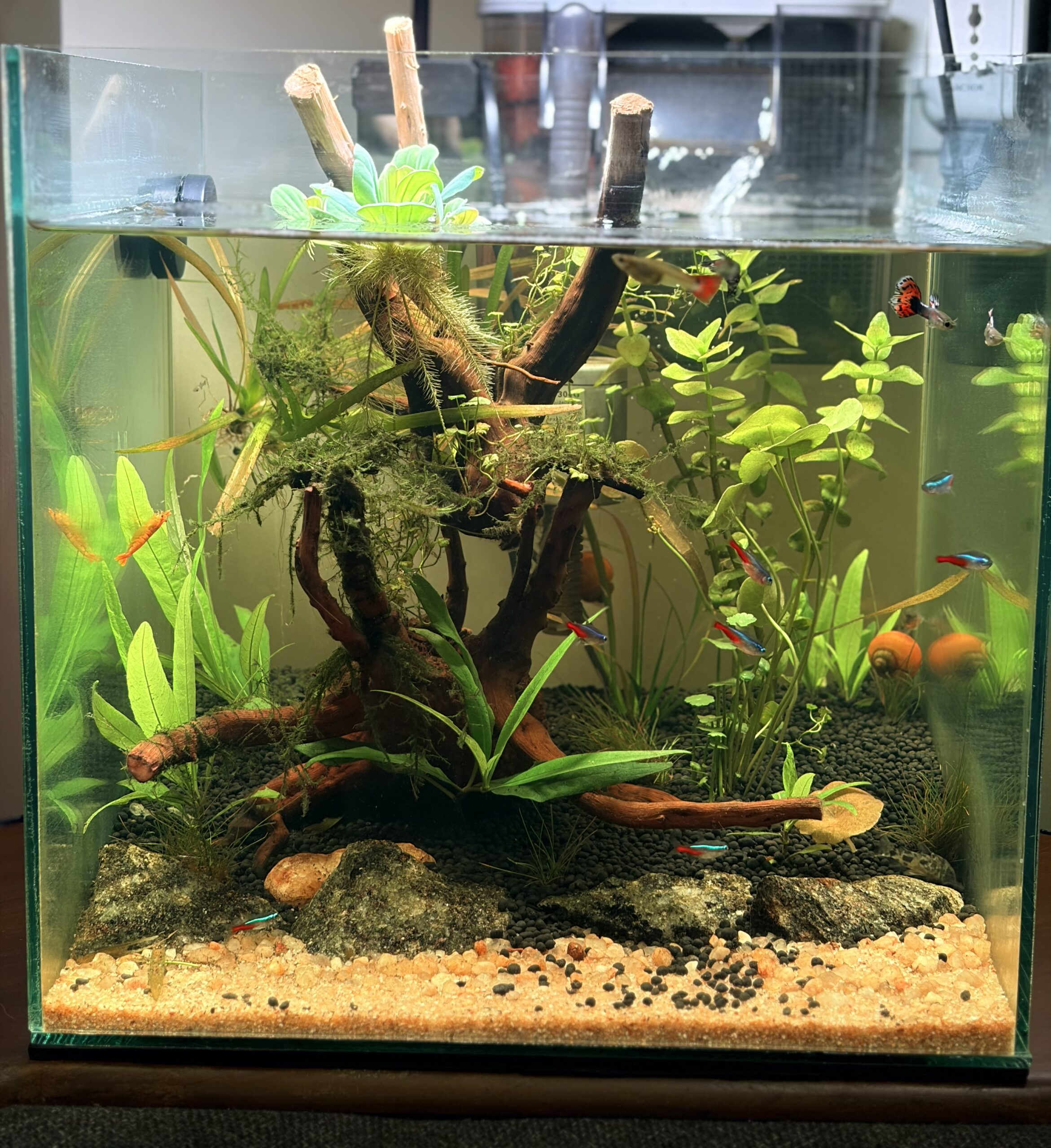 Healthy planted freshwater aquarium with driftwood, neon tetras, guppies and clean water